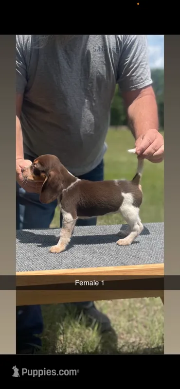 Angel – Beagle puppy for sale in Sylvania, GA