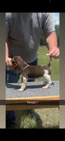 Angel, a female Beagle for sale in Sylvania, GA – 1 of 2