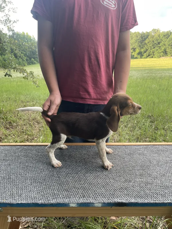 Rambo – Beagle puppy for sale in Sylvania, GA