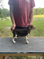 Rambo, a male Beagle for sale in Sylvania, GA – 1 of 1