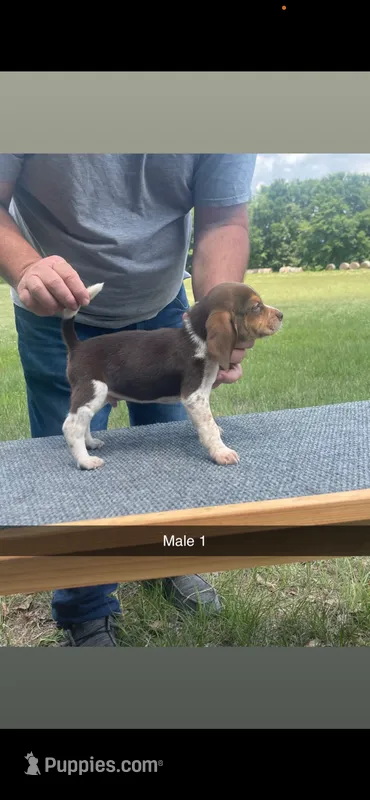 Roscoe – Beagle puppy for sale in Sylvania, GA