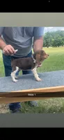 Roscoe, a male Beagle for sale in Sylvania, GA – 1 of 2