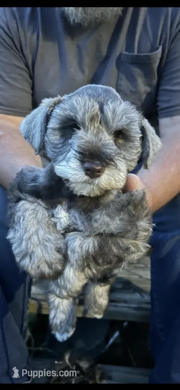 Bella – Miniature Schnauzer puppy for sale in Sylvania, GA