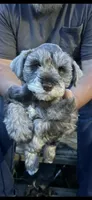 Bella, a female Miniature Schnauzer for sale in Sylvania, GA – 1 of 1