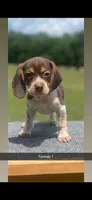 Angel, a female Beagle for sale in Sylvania, GA – 2 of 2