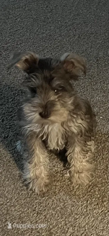 Jimmy(TOY) – Miniature Schnauzer puppy for sale in Sylvania, GA