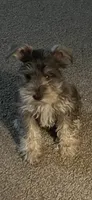 Jimmy(TOY), a male Miniature Schnauzer for sale in Sylvania, GA – 1 of 2