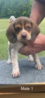 Roscoe, a male Beagle for sale in Sylvania, GA – 2 of 2