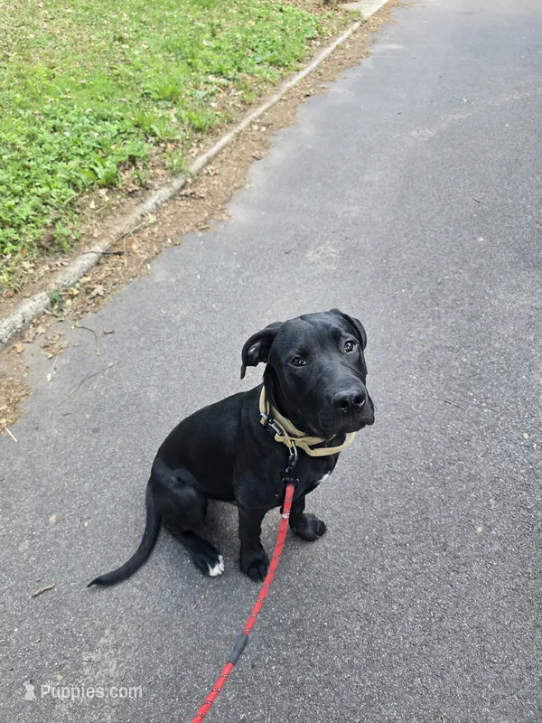Buck – Labrador Retriever puppy for sale in Staten Island, NY