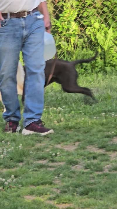 Buck, a male Labrador Retriever for sale in Staten Island, NY – 2 of 2