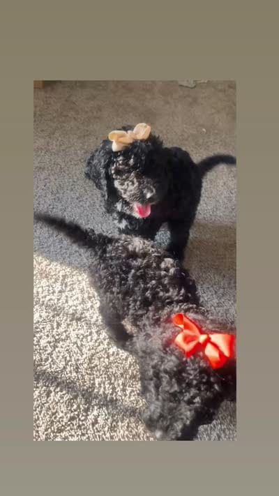 Icis, a female Goldendoodle for sale in Detroit, MI – 2 of 2
