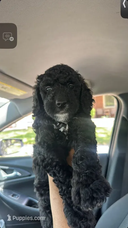 Icis – Goldendoodle puppy for sale in Detroit, MI