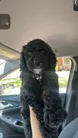 Icis, a female Goldendoodle for sale in Detroit, MI – 1 of 2