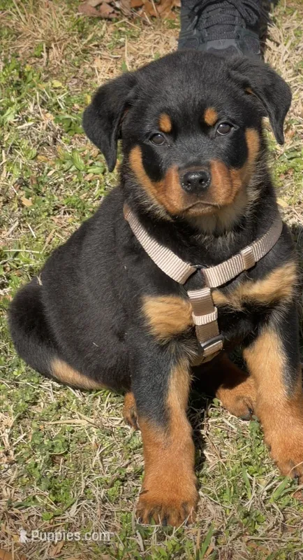 Samoa, a male Rottweiler for sale in Birmingham, AL – Photo 1 of 2