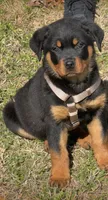 Samoa, a male Rottweiler for sale in Birmingham, AL – Photo 1 of 2