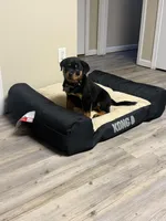 Samoa, a male Rottweiler for sale in Birmingham, AL – Photo 2 of 2