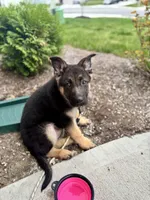 AKC German Shepherd Puppy, a female German Shepherd Dog for sale in Danville, IN – Photo 2 of 6