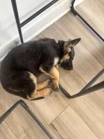 AKC German Shepherd Puppy, a female German Shepherd Dog for sale in Danville, IN – Photo 4 of 6