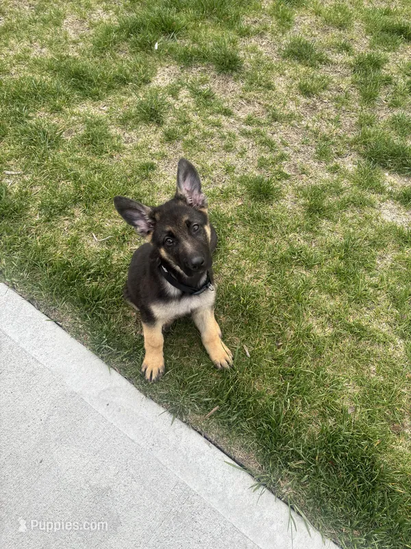 AKC German Shepherd Puppy, a female German Shepherd Dog for sale in Danville, IN – Photo 1 of 6