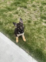 AKC German Shepherd Puppy, a female German Shepherd Dog for sale in Danville, IN – Photo 1 of 6