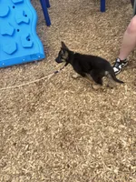 AKC German Shepherd Puppy, a female German Shepherd Dog for sale in Danville, IN – Photo 6 of 6