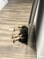 AKC German Shepherd Puppy, a female German Shepherd Dog for sale in Danville, IN – Photo 5 of 6