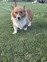 Cheif, a male Pembroke Welsh Corgi for sale in Sidney, OH – 3 of 7