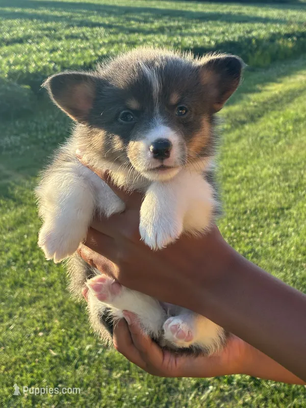 All bluie female – Pembroke Welsh Corgi puppy for sale in Sidney, OH