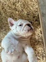 Male English bulldog, a male English Bulldog for sale in Sidney, OH – 5 of 8