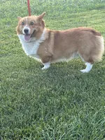 Cheif, a male Pembroke Welsh Corgi for sale in Sidney, OH – 4 of 7