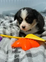 Green collar girl, a female Pembroke Welsh Corgi for sale in Sidney, OH – 2 of 2