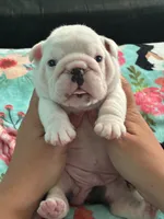 Male English bulldog, a male English Bulldog for sale in Sidney, OH – 6 of 8