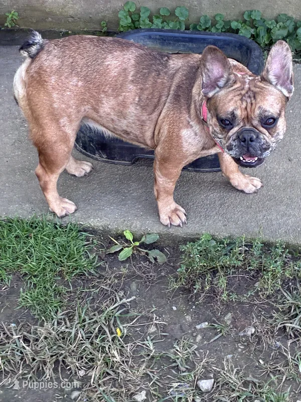 Bella – French Bulldog puppy for sale in Sidney, OH