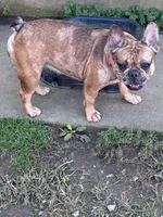 Bella, a female French Bulldog for sale in Sidney, OH – 1 of 6