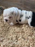 Male English bulldog, a male English Bulldog for sale in Sidney, OH – 4 of 8
