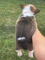 Orange collar girl, a female Pembroke Welsh Corgi for sale in Sidney, OH – 5 of 8