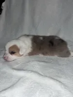 UNO, a male Pembroke Welsh Corgi for sale in Sidney, OH – 8 of 8