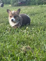Orange collar girl, a female Pembroke Welsh Corgi for sale in Sidney, OH – 8 of 8