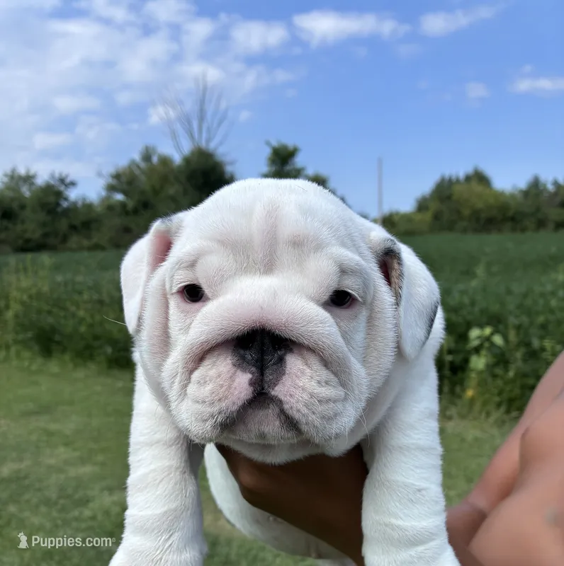 Male English bulldog – English Bulldog puppy for sale in Sidney, OH