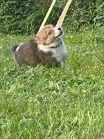 Orange collar girl, a female Pembroke Welsh Corgi for sale in Sidney, OH – 4 of 8