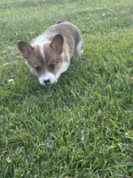 Orange collar girl, a female Pembroke Welsh Corgi for sale in Sidney, OH – 7 of 8