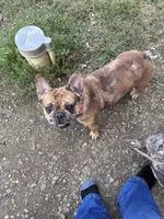 Bella, a female French Bulldog for sale in Sidney, OH – 5 of 6