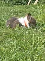 Orange collar girl, a female Pembroke Welsh Corgi for sale in Sidney, OH – 3 of 8