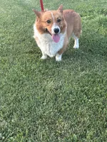 Cheif, a male Pembroke Welsh Corgi for sale in Sidney, OH – 7 of 7