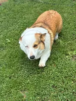 Pearl, a female Pembroke Welsh Corgi for sale in Sidney, OH – 3 of 3