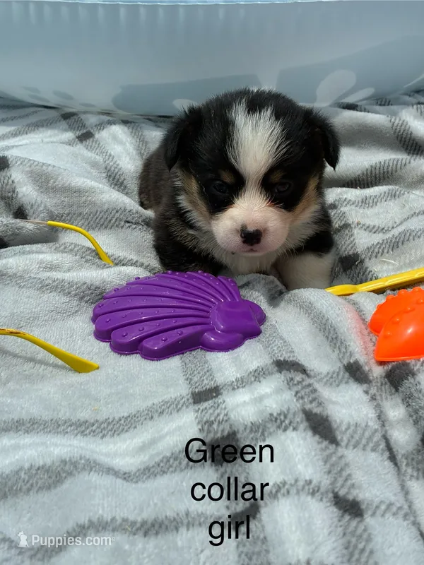 Green collar girl – Pembroke Welsh Corgi puppy for sale in Sidney, OH