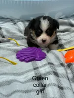 Green collar girl, a female Pembroke Welsh Corgi for sale in Sidney, OH – 1 of 2
