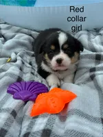 Red collar girl, a female Pembroke Welsh Corgi for sale in Sidney, OH – 1 of 2