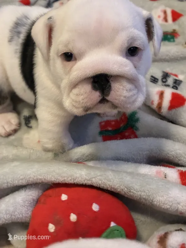 Male English bulldog – English Bulldog puppy for sale in Sidney, OH