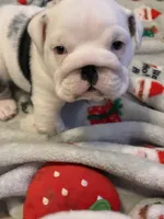 Male English bulldog, a male English Bulldog for sale in Sidney, OH – 1 of 8